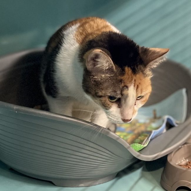 Moana - Chat Européen à adopter