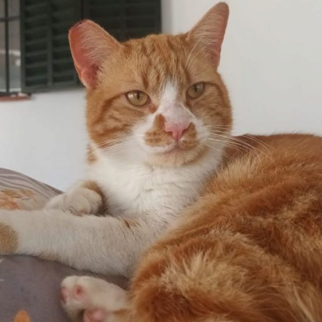 Coco (roux et blanc)