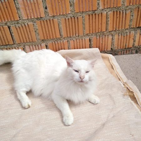 Nivel - Chat à adopter