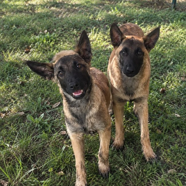 Bandit - Chien Berger Belge Malinois à adopter