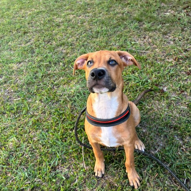 Tikos - Chien à adopter