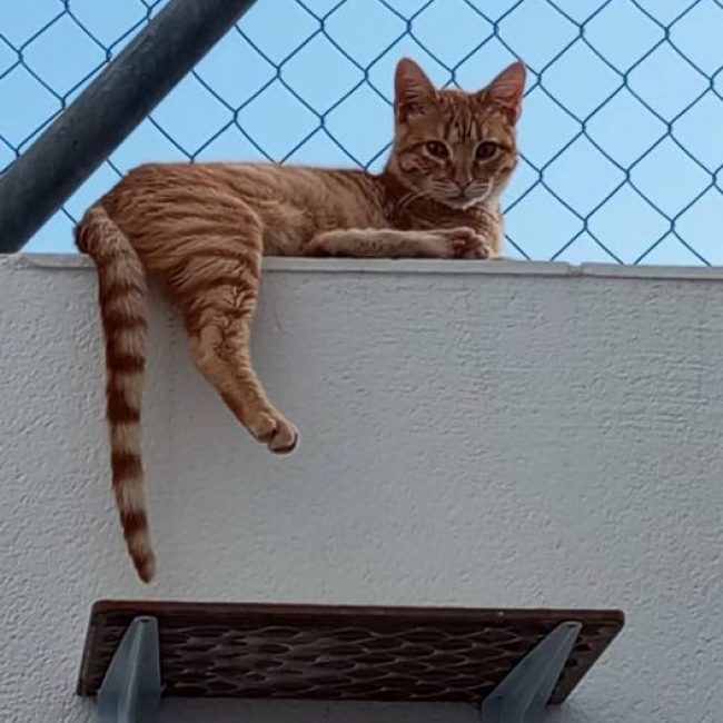 Ciro