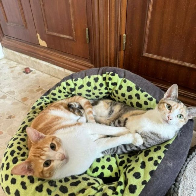 Tokio et Bambu