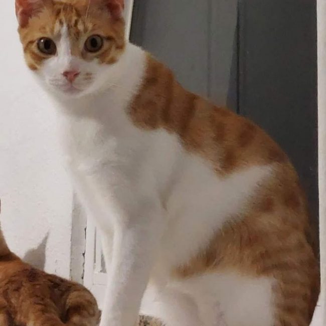 Sam