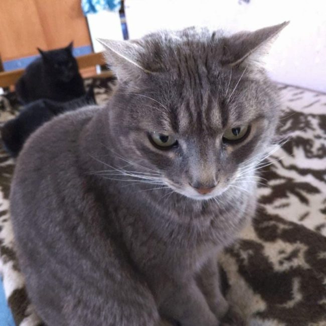 Ceni - Chat à adopter