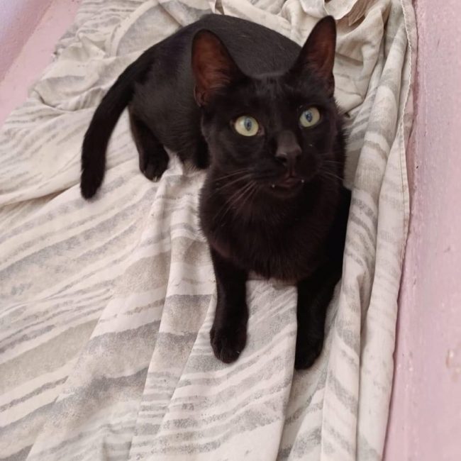 Tejo - Chat à adopter