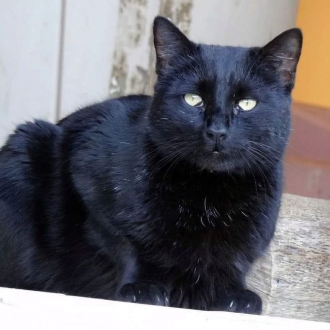 Misy - Chat à adopter