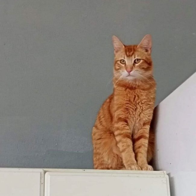 Blues - Chat à adopter