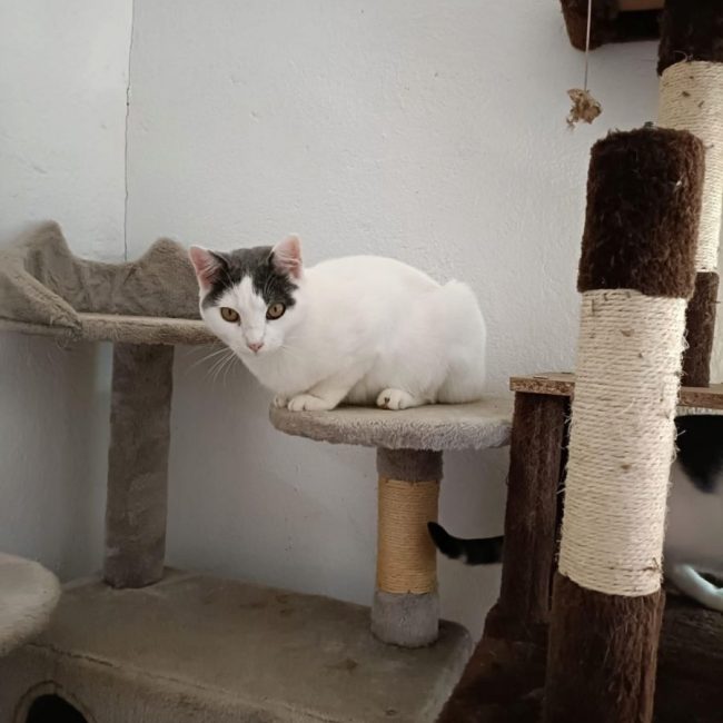 Nilo - Chat à adopter