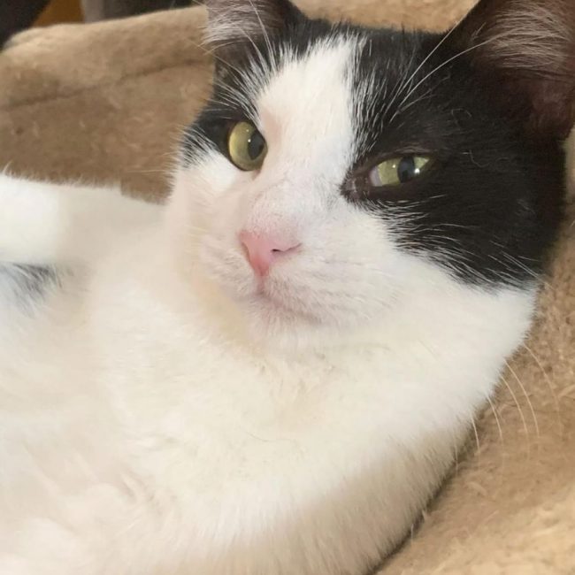 Jake - Chat à adopter