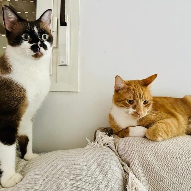 Kira et Casper - Chat à adopter