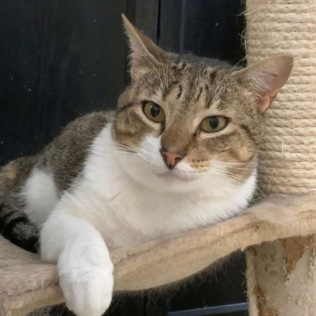 Axel - Chat à adopter