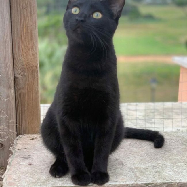Draco