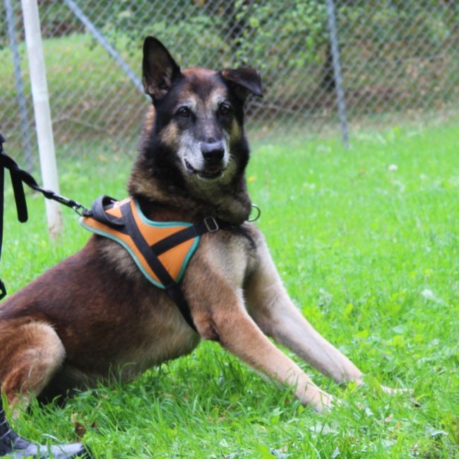 Volt - Chien à adopter
