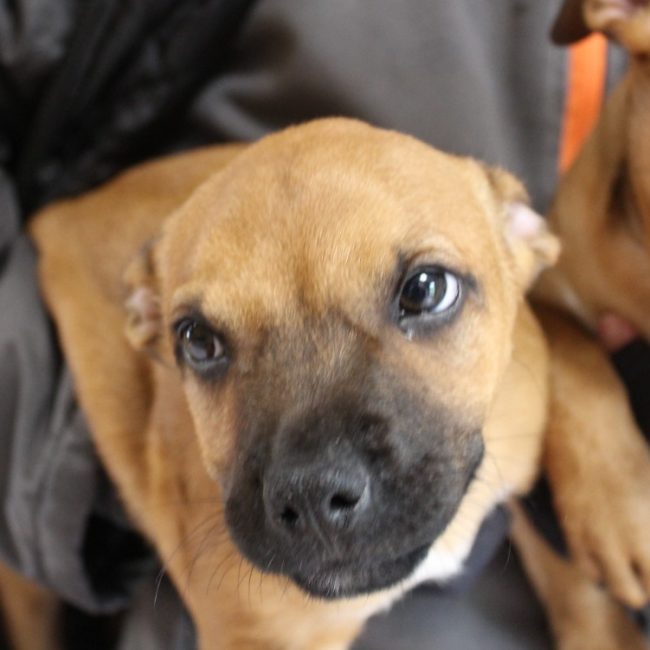 Edison - Chien à adopter