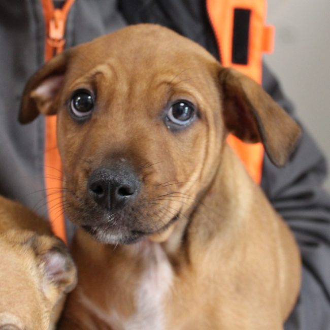 Bowie - Chien à adopter