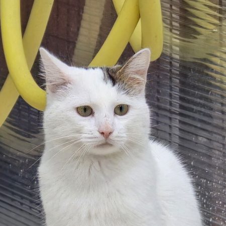 Atlas - Chat Européen à adopter