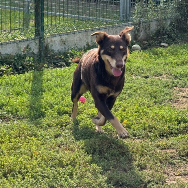 Lyra - Chien à adopter