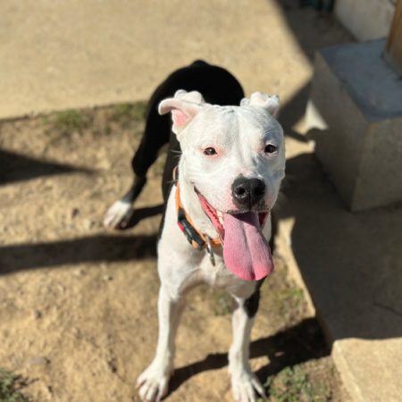Lana - Chien à adopter