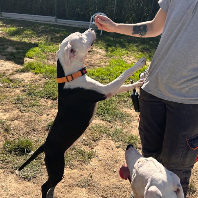 Lana - Chien à adopter