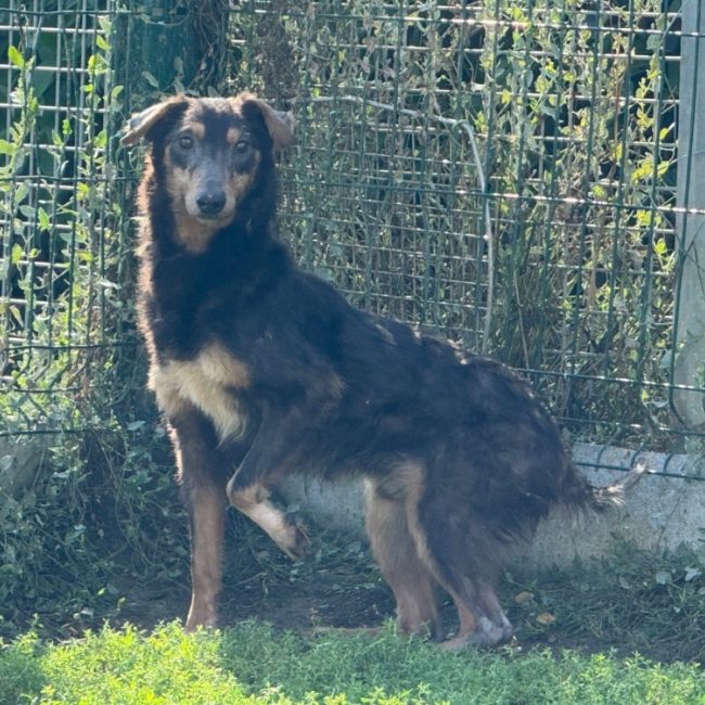 Electron - Chien à adopter