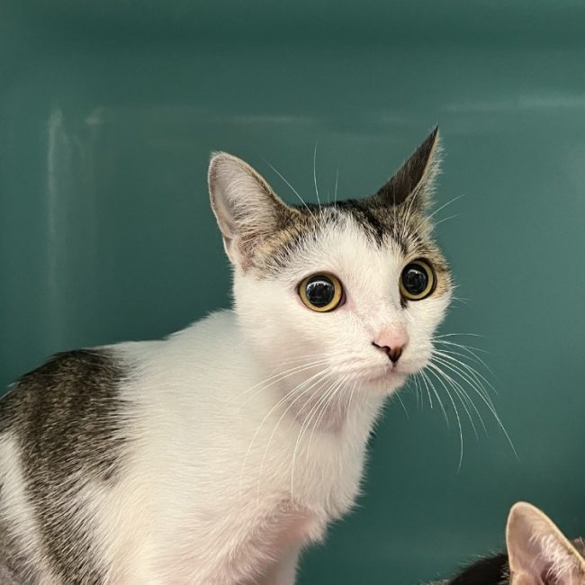 ScÈne - Chat Européen à adopter