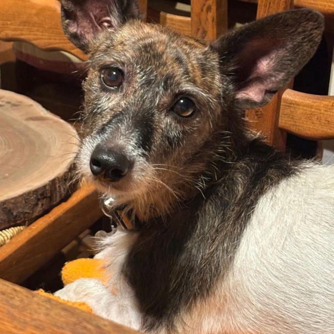 LOLITA - Chien Podenco Canario x Ratonero Bodeguero Andaluz à adopter