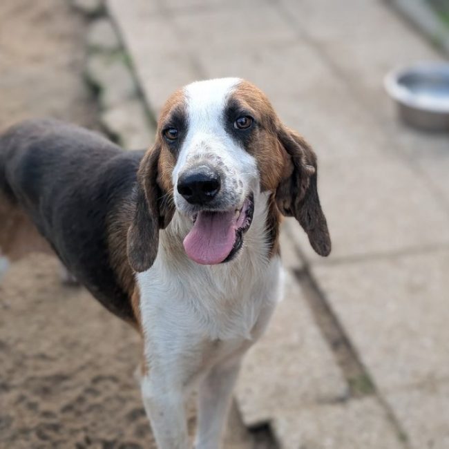 Rayley - Chien Anglo-Français de Petite Vènerie à adopter