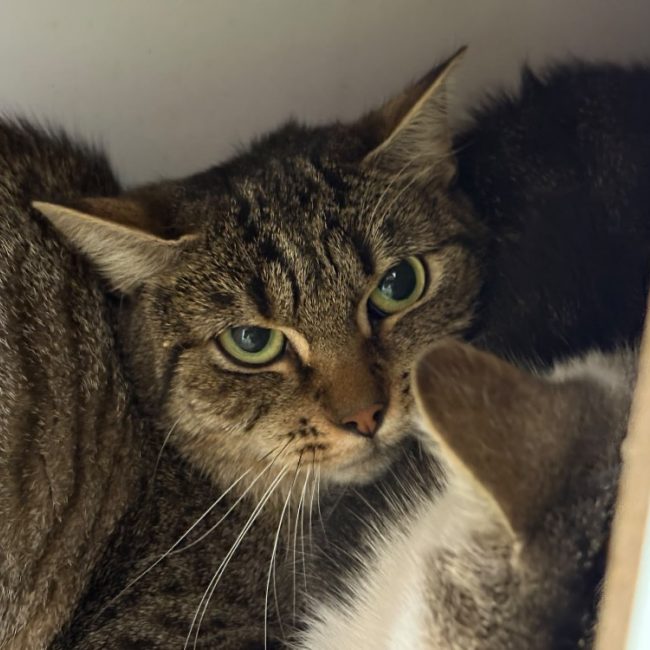 Babelle - Chat Européen à adopter
