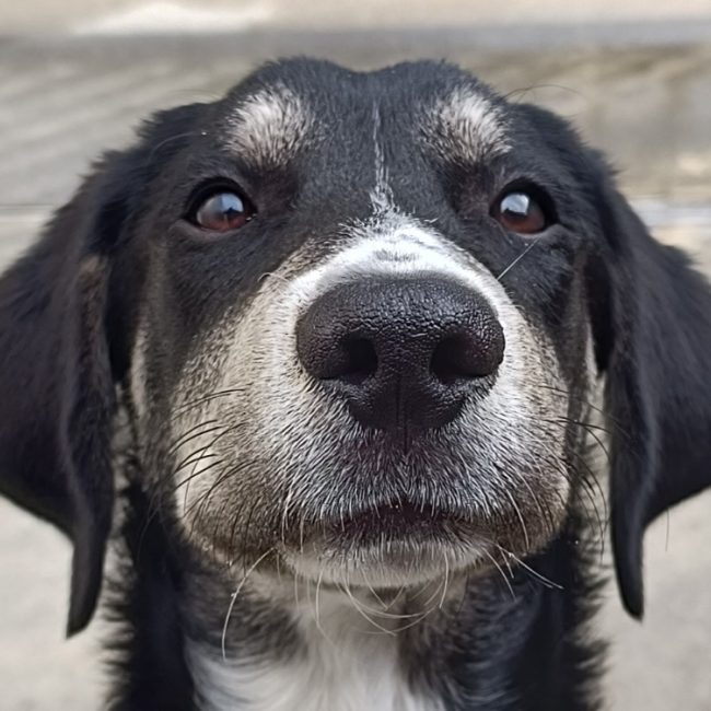 Spitfire - Chien à adopter