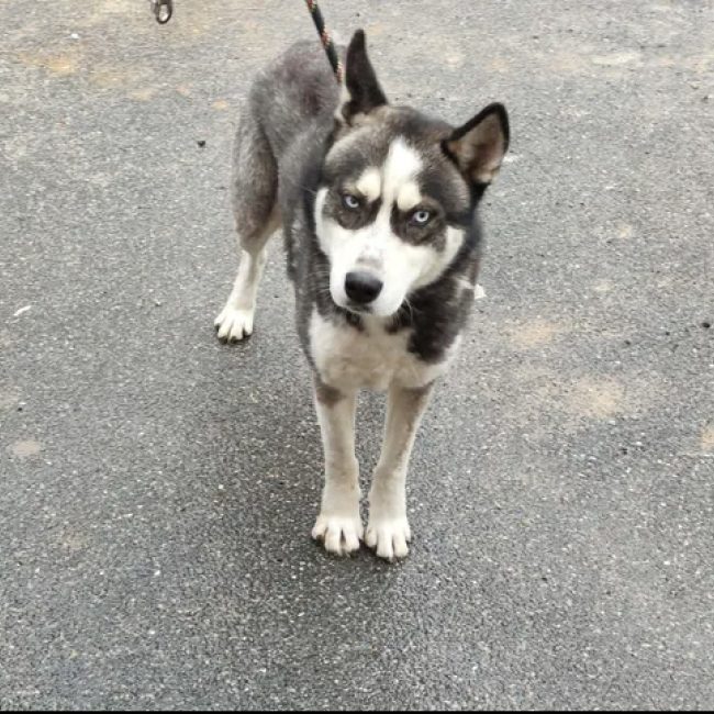 Smarties - Chien Husky Sibérien à adopter