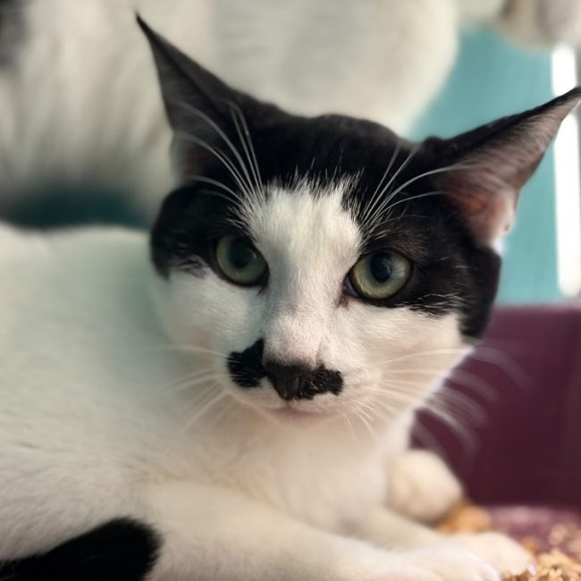Moustache