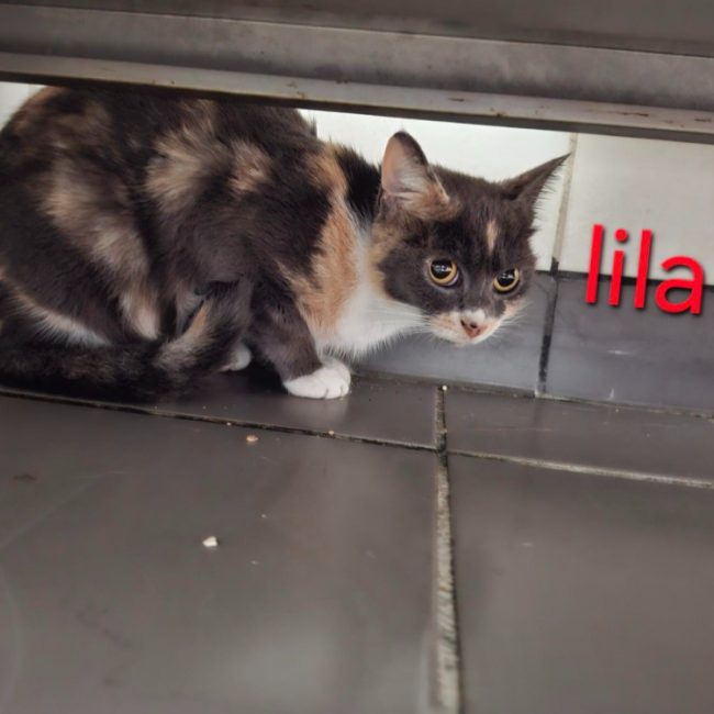 Lila