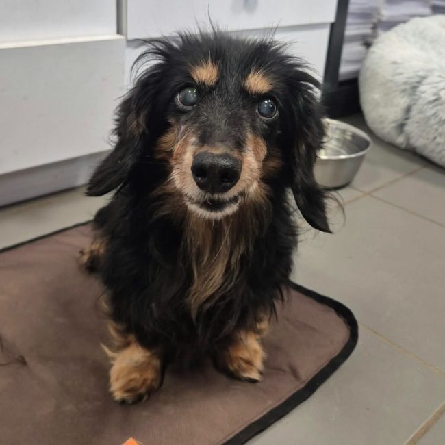 Bobby - Chien Teckel à adopter