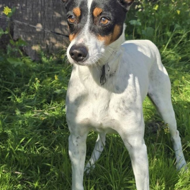 JARO - Chien à adopter