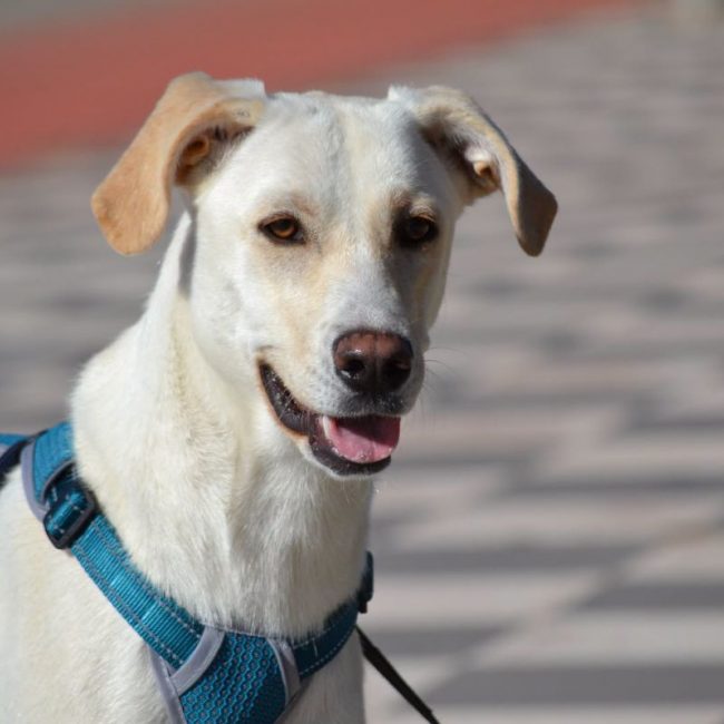 LINA - Chien à adopter