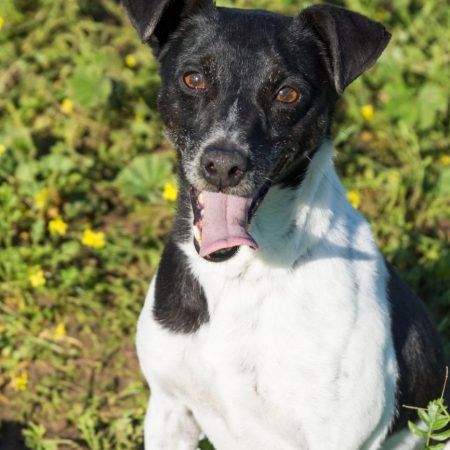 VITO - Chien à adopter