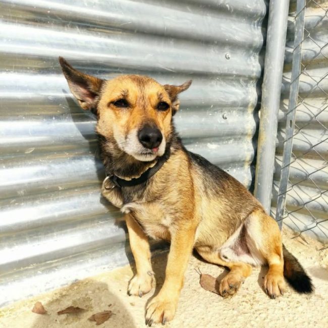 LEON - Chien à adopter