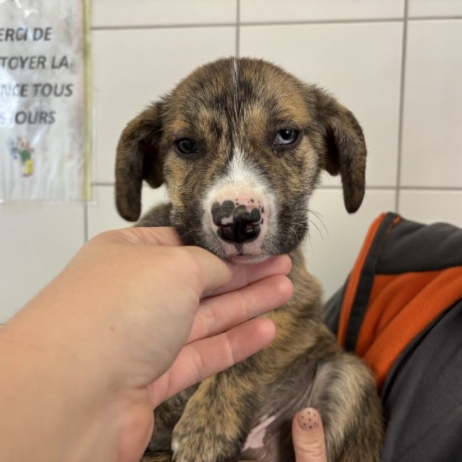 Thor - Chien à adopter