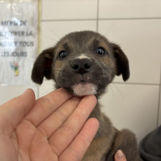 Iron man - Chien à adopter
