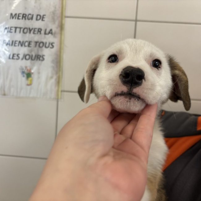 Rocket - Chien à adopter