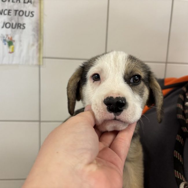 Hulk - Chien à adopter