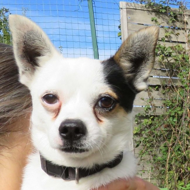 Chico