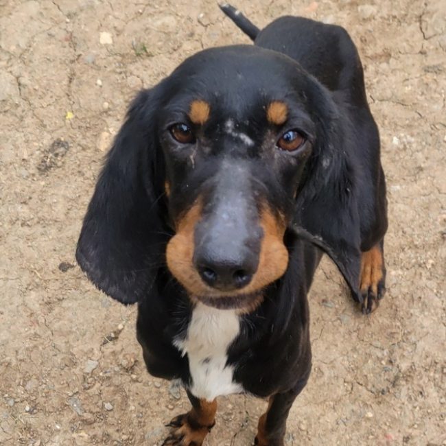 Calisse - Chien à adopter