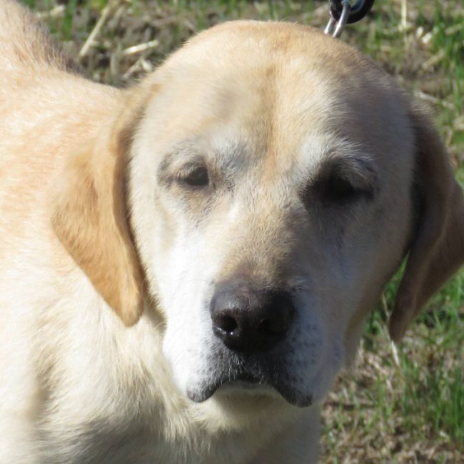 Nouchka - Chien à adopter
