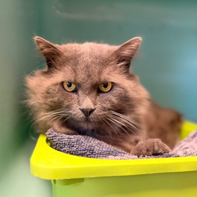 Calvin - Chat Européen à adopter