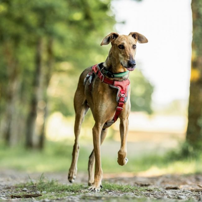 Levis - Chien Lévrier Afghan à adopter
