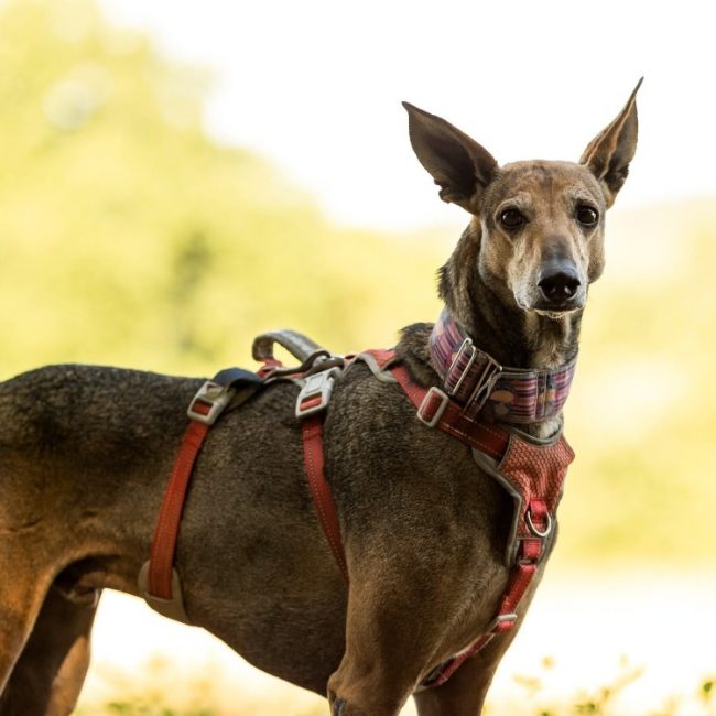 Lacoste - Chien Lévrier Afghan à adopter