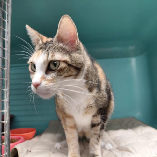 Mitumba - Chat Européen à adopter