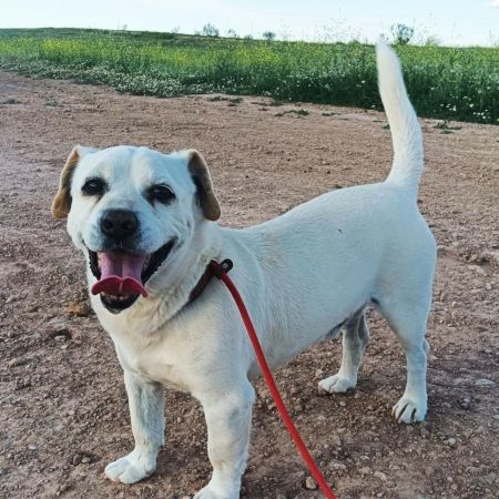 CODY - Chien à adopter